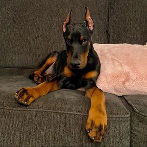 Meet your Posher, Zhi